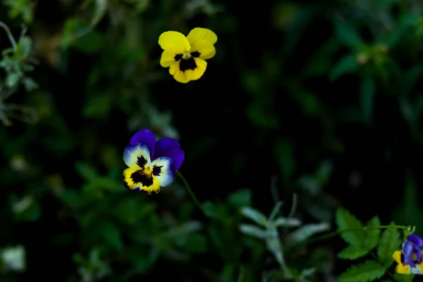 Flores de violas bicolor primer plano en verano — Foto de Stock