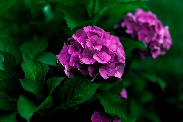 Blüten der lila Hortensie in Nahaufnahme im Sommer — Stockfoto