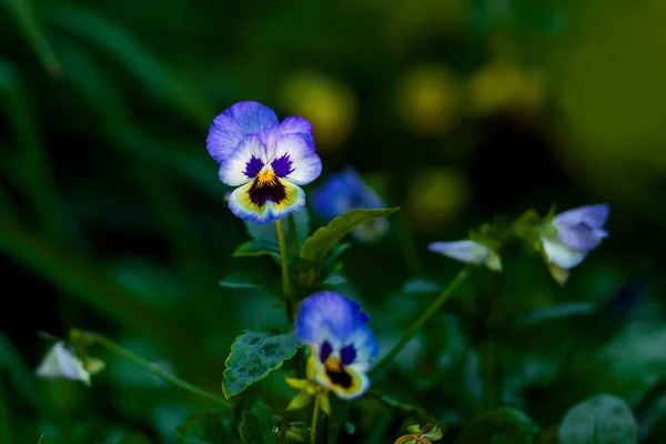 Flores de violas de duas cores close-up no verão — Fotografia de Stock