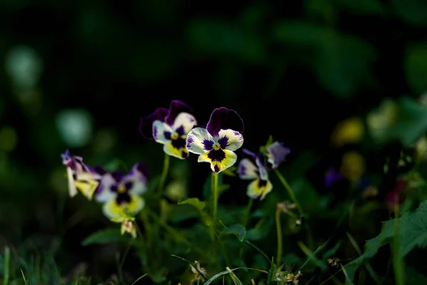 Blüten von zweifarbigen Violen in Nahaufnahme im Sommer — Stockfoto
