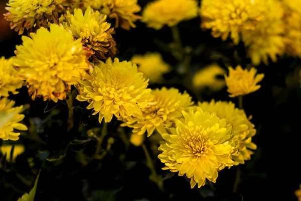 Квіти жовтої хризантеми крупним планом влітку — стокове фото