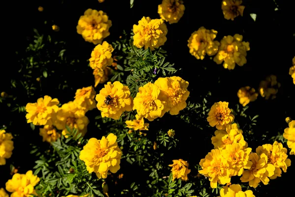 Furry bumblebee sitting on yellow flowers marigolds — Stock Photo, Image