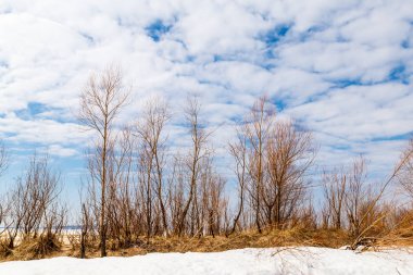 Bush bir kum plajındaki kış