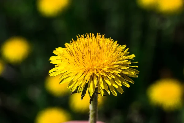 Макроснимок цветка жёлтого одуванчика — стоковое фото