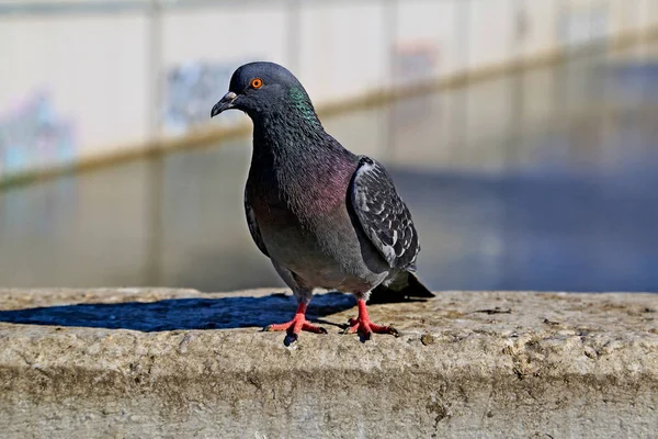Pigeon sits on a stone fence against the background of the river — Stock Photo, Image