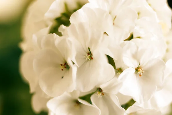 Makroaufnahme von Blüten weißer Geranien — Stockfoto