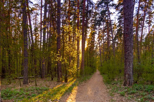 Landskap av skogen våren vid solnedgången — Stockfoto