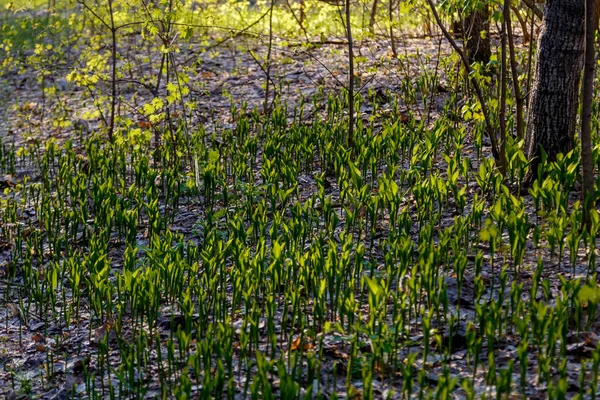 Макро знімок лілії з листя долини — стокове фото