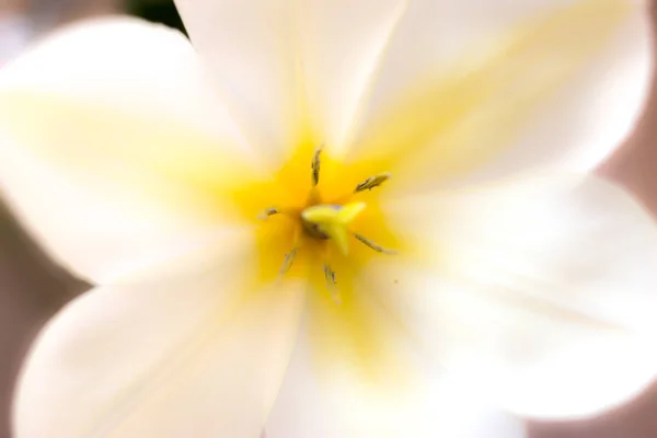 Primer plano de flores de tulipán blanco —  Fotos de Stock