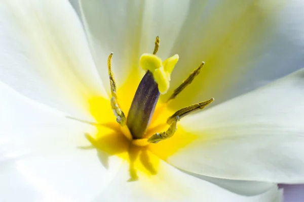 Primer plano de flores de tulipán blanco —  Fotos de Stock