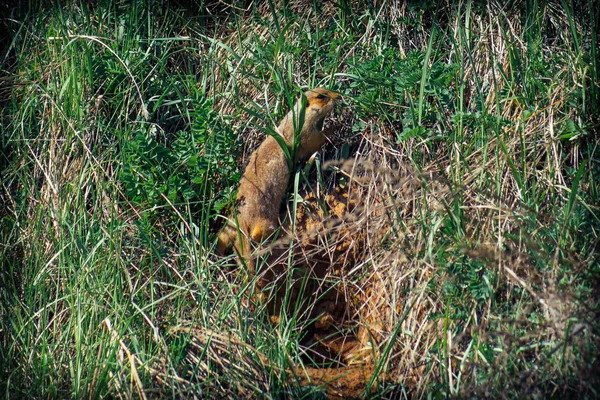 The gopher sits in a burrow and emerges from it — Stock Photo, Image