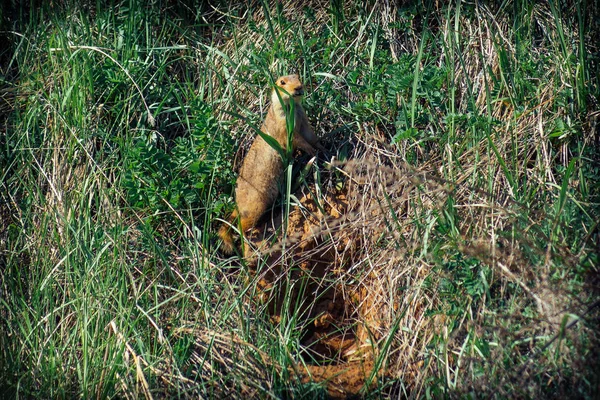 Gopher siedzi w norze i wyłania się z niej — Zdjęcie stockowe