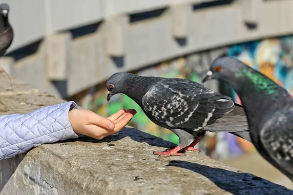 Chica alimentando palomas con las manos en la ciudad —  Fotos de Stock