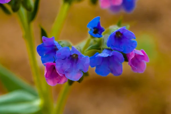 Die ersten blauen Frühlingsblumen blühten im Wald — Stockfoto