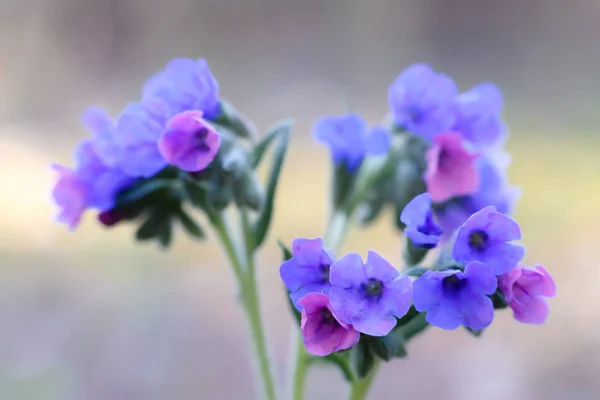 Die ersten blauen Frühlingsblumen blühten im Wald — Stockfoto