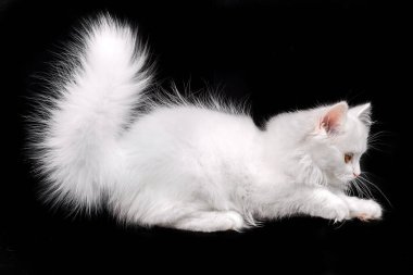 Siyah arka planda beyaz yavru İskoç kedisi