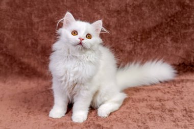 Çok renkli gözlü beyaz İskoç kedisi.