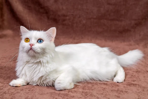 Chat Écossais Blanc Aux Yeux Multicolores — Photo