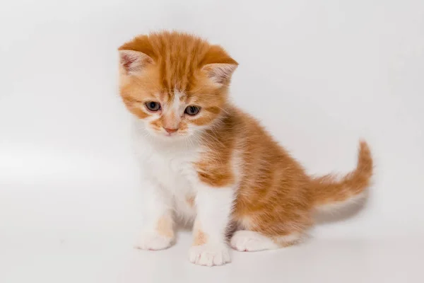 Jengibre Gatito Escocés Gato Sobre Blanco Fondo —  Fotos de Stock