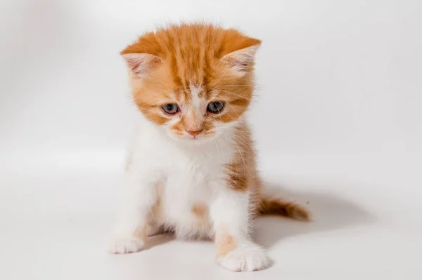 白色背景上的生姜猫苏格兰猫 — 图库照片