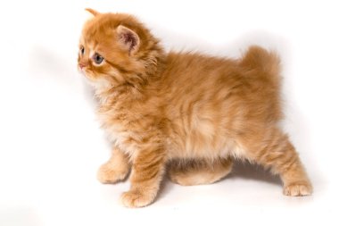 Beyaz arka planda kızıl kedi, İskoç kedi.