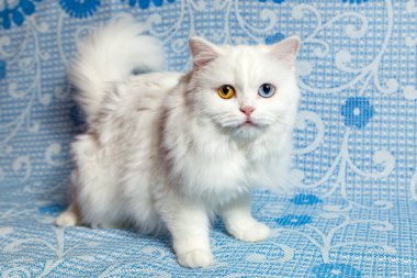 Çok renkli gözlü beyaz İskoç kedisi.