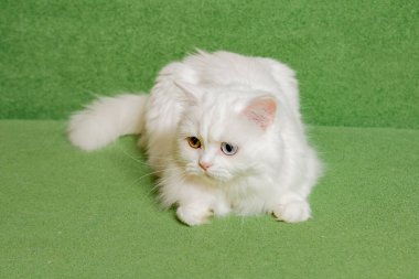 Çok renkli gözlü beyaz İskoç kedisi.