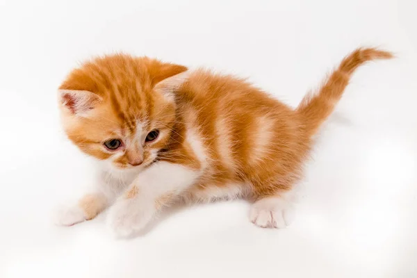 Ginger Kitten Scottish Cat White Background — Stock Photo, Image