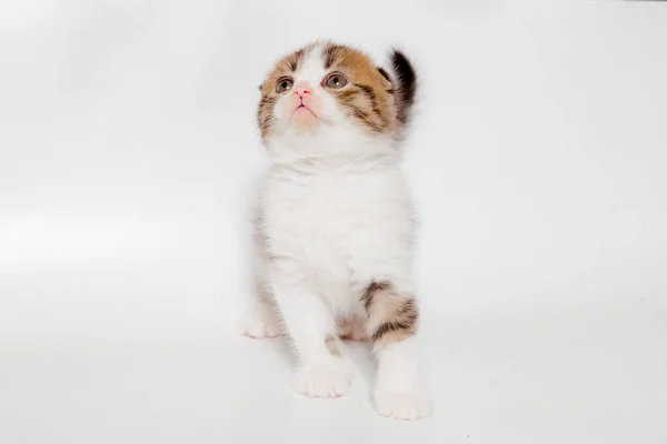 Gatito Blanco Con Manchas Rojas Grises Gato Escocés Sobre Fondo —  Fotos de Stock