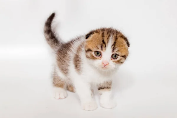 Gatito Blanco Con Manchas Rojas Grises Gato Escocés Sobre Fondo —  Fotos de Stock