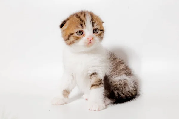 Gatito Blanco Con Manchas Rojas Grises Gato Escocés Sobre Fondo —  Fotos de Stock