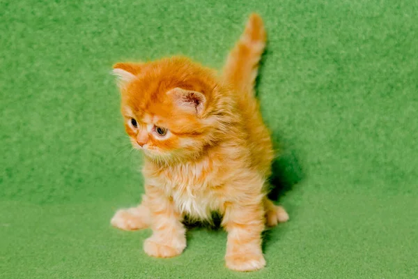 緑の背景に子猫のスコティッシュ キャット — ストック写真