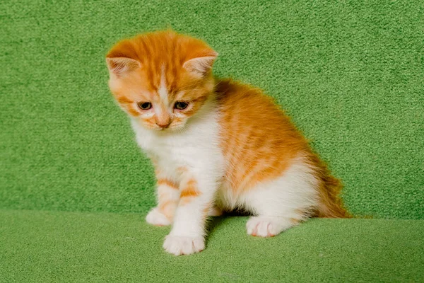Gatito Escocés Gato Sobre Verde Fondo —  Fotos de Stock