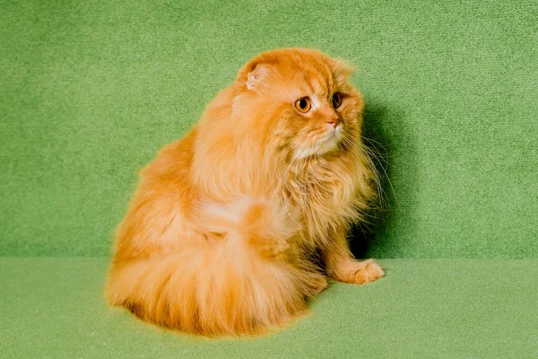 Szkocki Kot Zielonym Tle — Zdjęcie stockowe