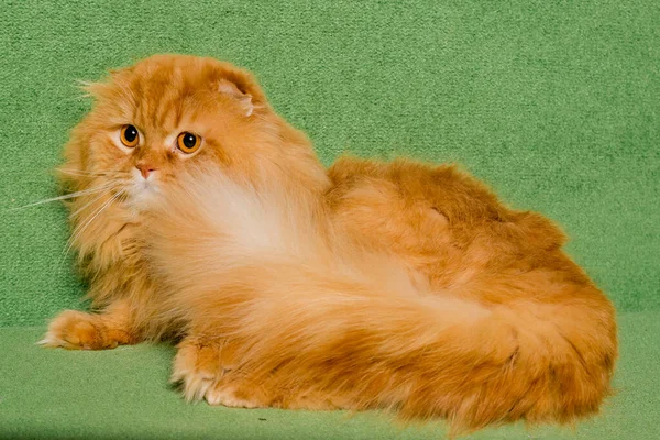 Skotsk Katt Grön Bakgrund — Stockfoto
