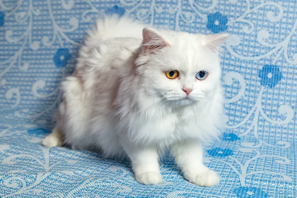 Biały Kot Szkocki Wielobarwnymi Oczami — Zdjęcie stockowe