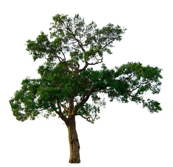 흰색 배경에 고립 된 나무 가지 — 스톡 사진