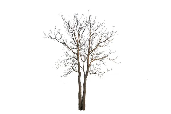 白い背景に分離された木の枝 — ストック写真