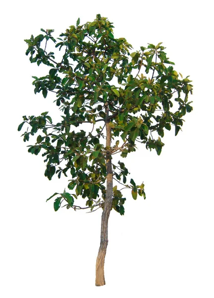 Το κλαδί του δέντρου που απομονώνονται σε λευκό φόντο — Φωτογραφία Αρχείου
