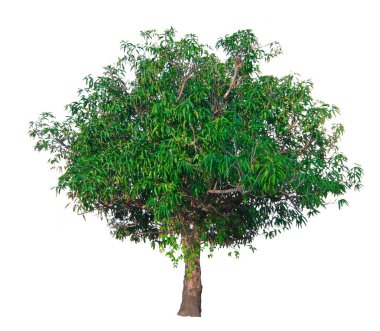 Beyaz arka plan üzerinde izole ağaç dalı