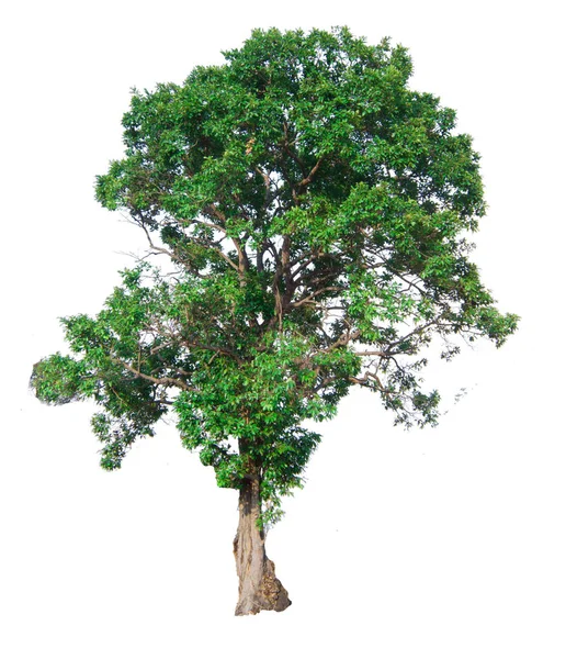 Větev stromu, izolované na bílém pozadí — Stock fotografie
