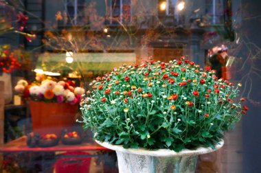 kırmızı çiçek ve çiçek dükkanı pazarında önünde yeşil