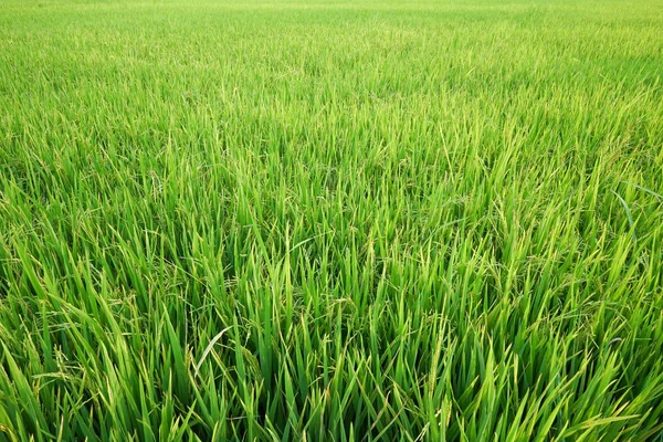 Свіжої зелені рисові поля в передмісті Бангкока, Таїланд — стокове фото
