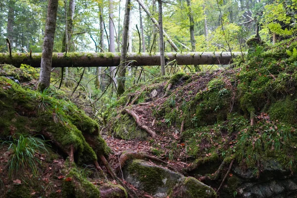 Subtropischer Wald in der Schweiz — Stockfoto