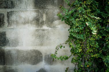 kopya alanı ile duvarda yeşil yaprakları