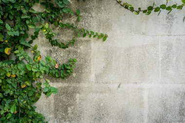 kopya alanı ile duvarda yeşil yaprakları