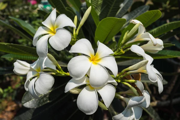 Flor branca brilhante no jardim de verão tropical — Fotografia de Stock