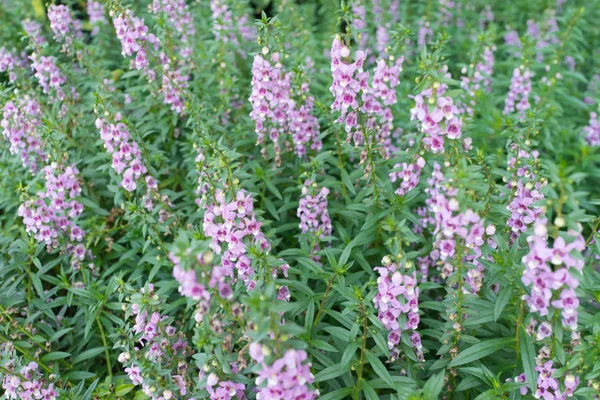 Violett magenta blomman med gröna löv bakgrund — Stockfoto