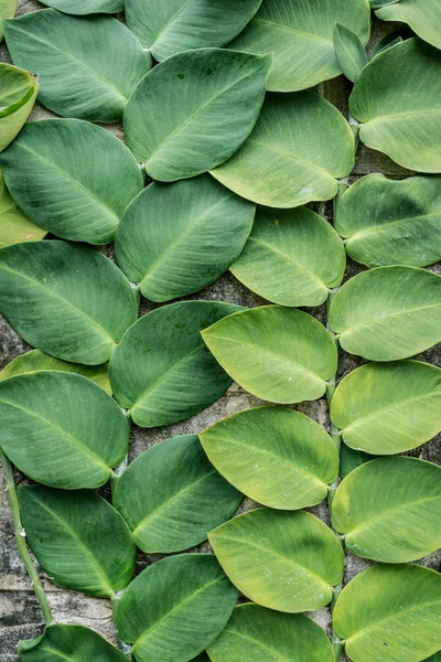 Verde grandi foglie vecchia parete decorata in giardino sfondo — Foto Stock