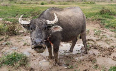 Tay Vietnamca bufalo çim yeme ve kir çamur afte içinde döşeme